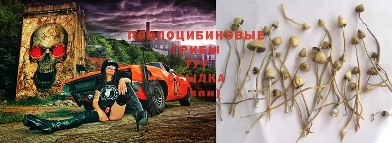 Псилоцибиновые грибы Cubensis  Баймак 